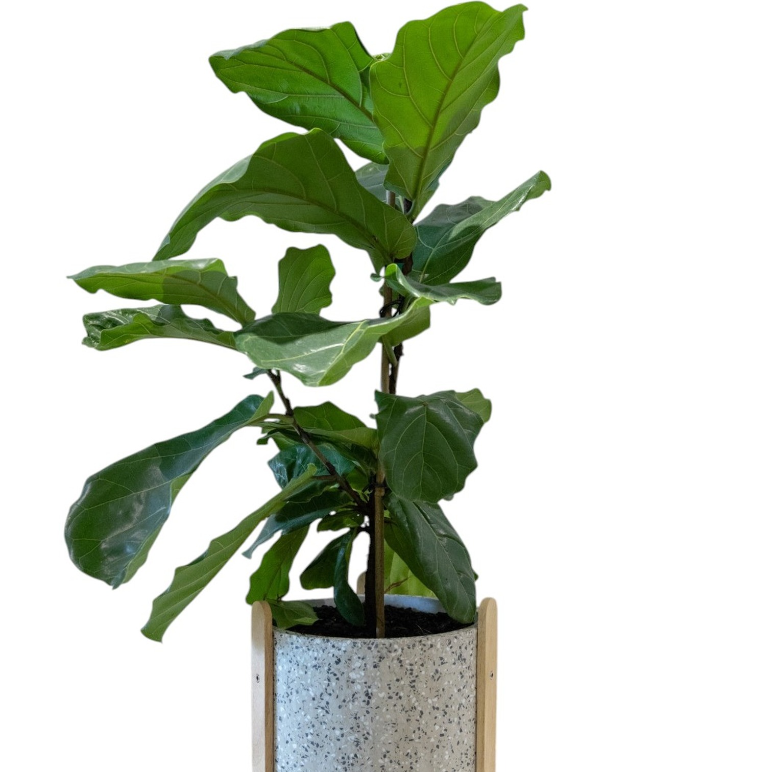 Fiddle leaf fig plant gift