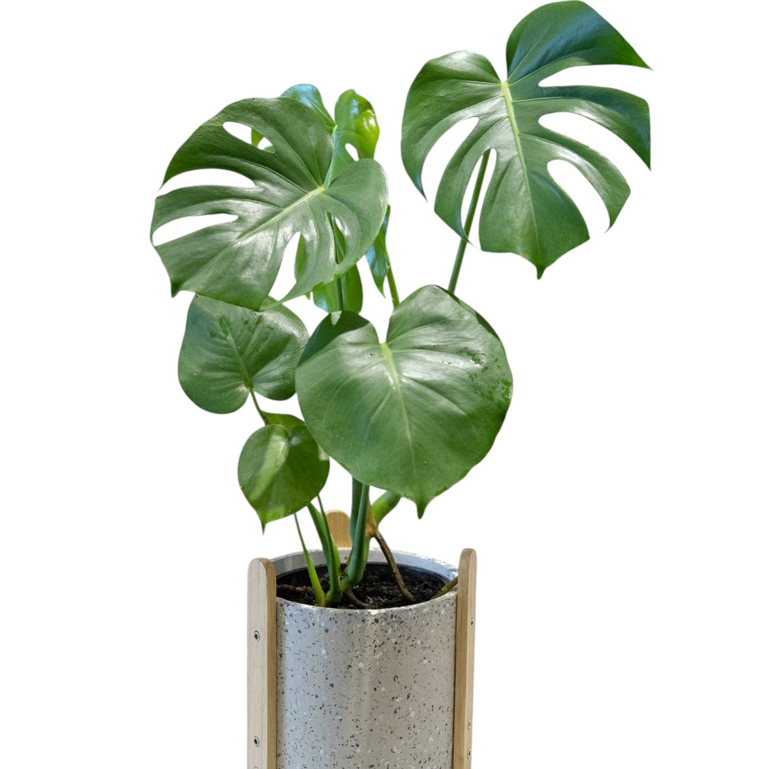 Monstera plant gift