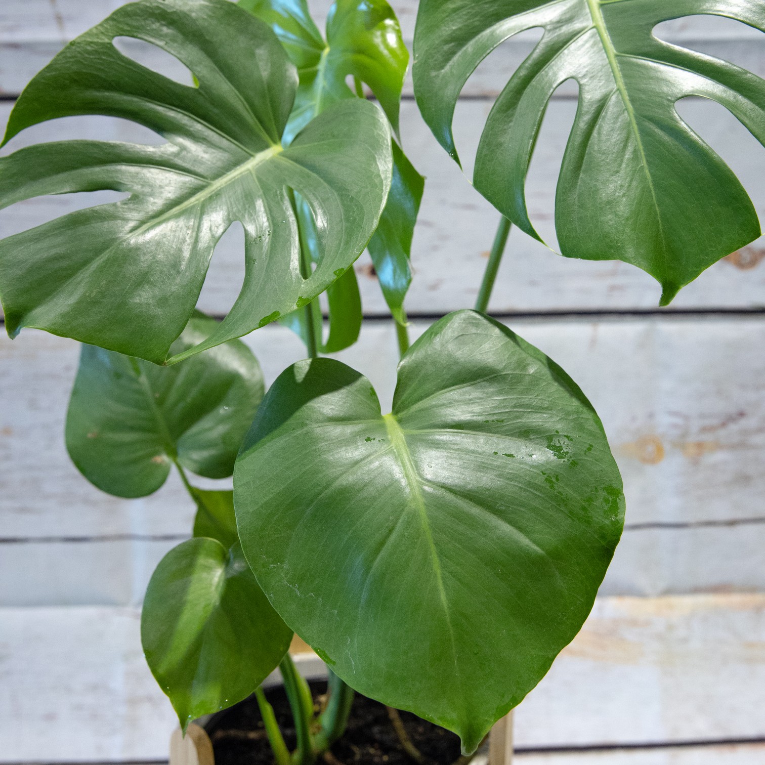 Deliciosa Monstera Plant – close-up