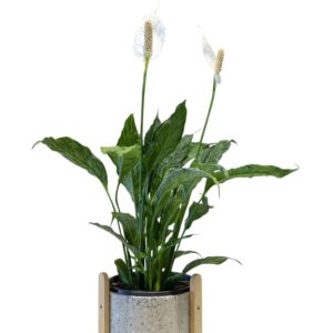 Tranquil Peace Lily