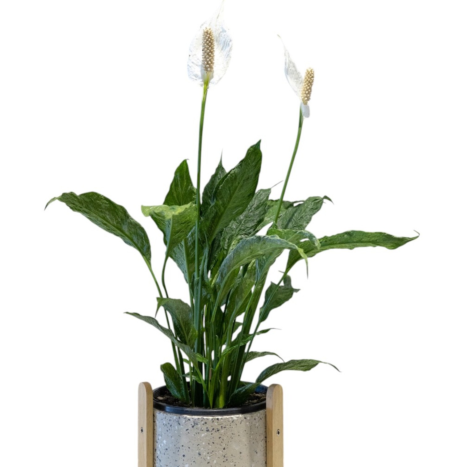 Peace lily plant gift