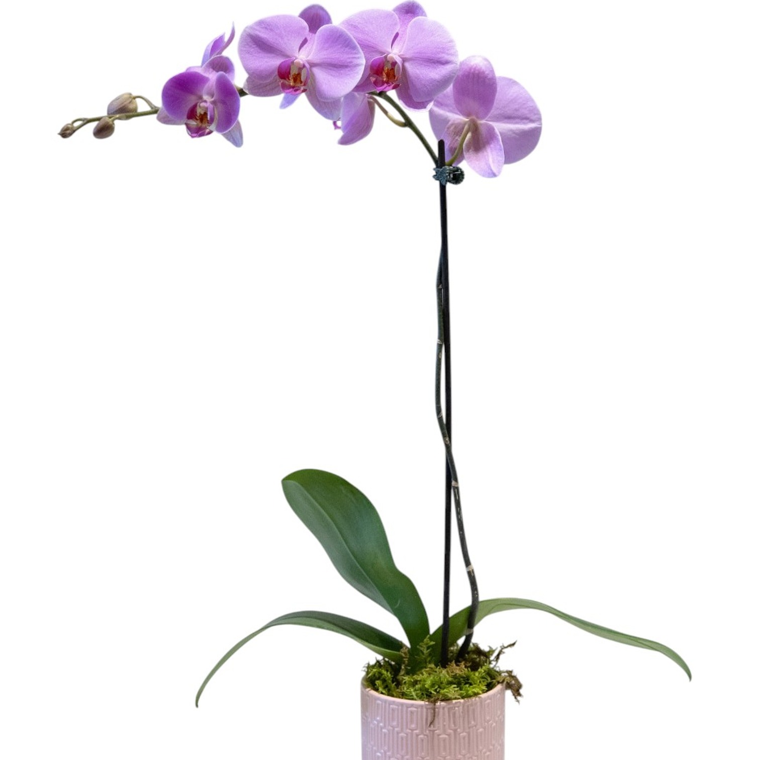 Phalaenopsis Moth Orchid