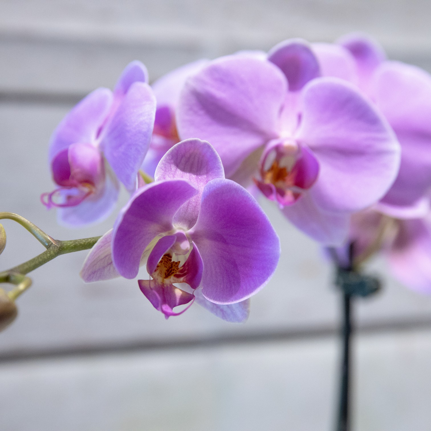 Phalaenopsis Moth Orchid – close-up