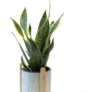 Sansevieria Snake Plant