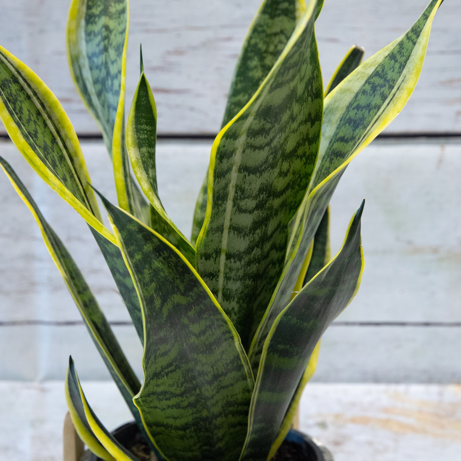 Sansevieria Snake Plant – close-up