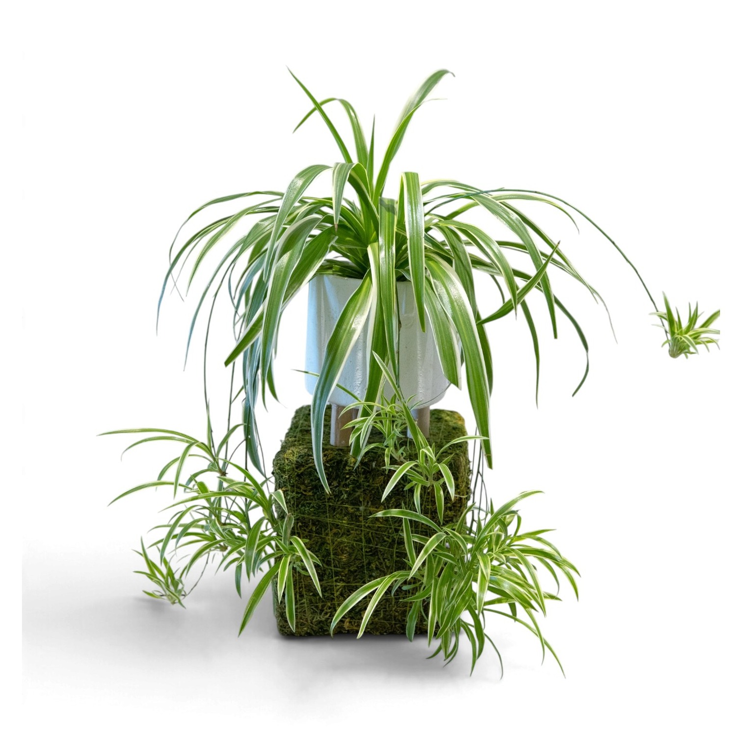 Chlorophytum - Spider Plant