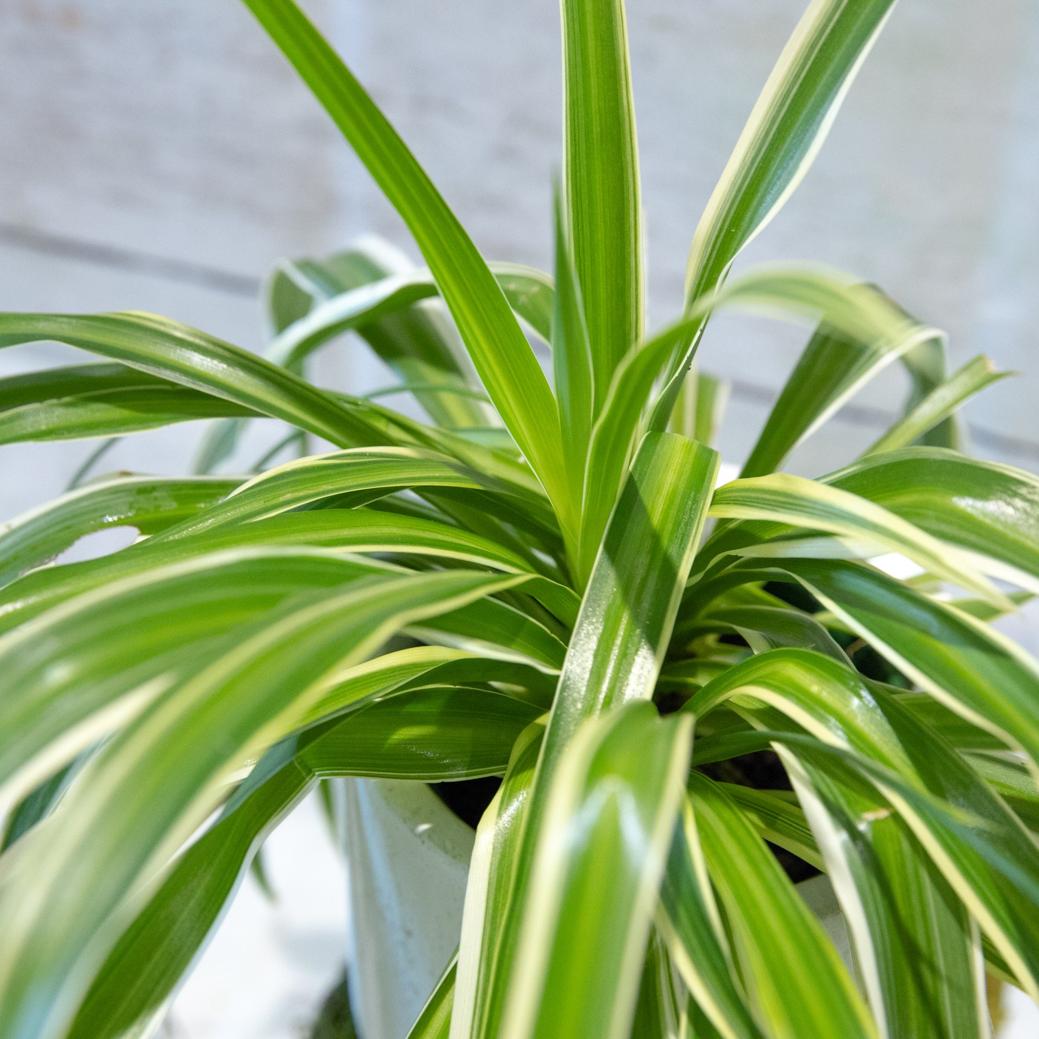 Chlorophytum - Spider Plant – close-up