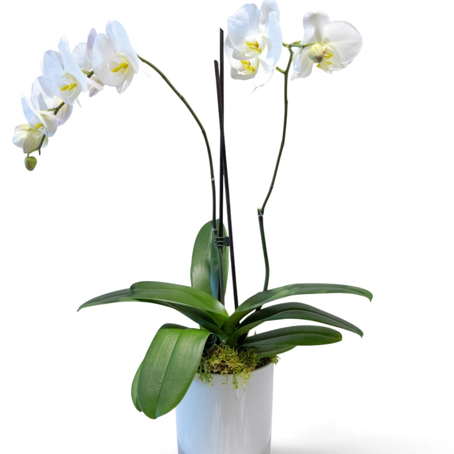 Phalaenopsis Moth Orchid