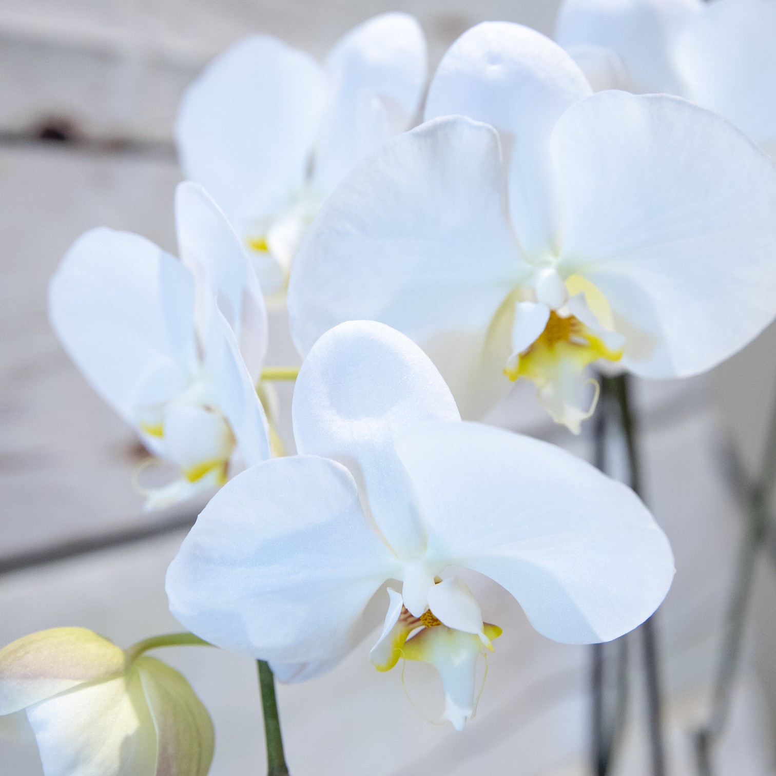 Phalaenopsis Moth Orchid – close-up